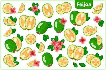 Set of vector cartoon illustrations with Feijoa exotic fruits, flowers and leaves isolated on white background