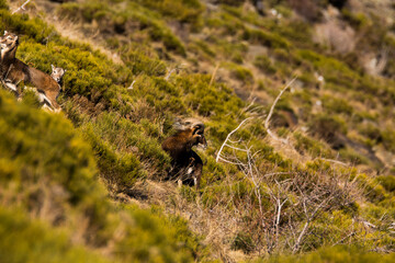 Mouflons in Capcir, Pyrenees, France