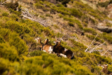 Mouflons in Capcir, Pyrenees, France
