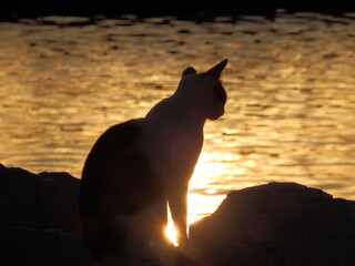 kot na tle zachodzącego słońca