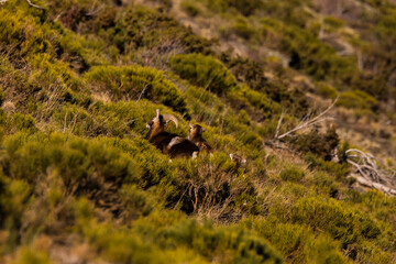 Mouflons in Capcir, Pyrenees, France