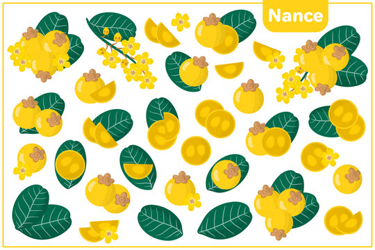 Set of vector cartoon illustrations with Nance exotic fruits, flowers and leaves isolated on white background