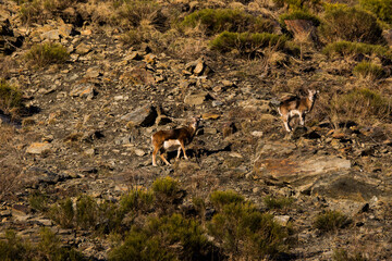 Mouflons in Capcir, Pyrenees, France