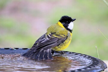 Australian Golden Whistler (Pachycephala pectoralis), male, at birdbath, South Australia
