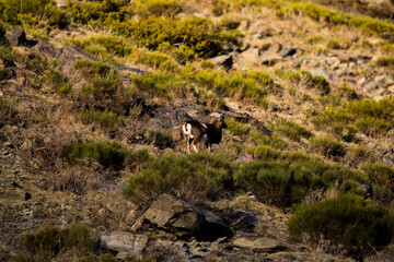Mouflons in Capcir, Pyrenees, France