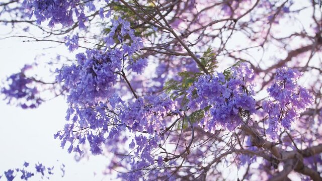 Blue Jacaranda Tree branch in slow-motion