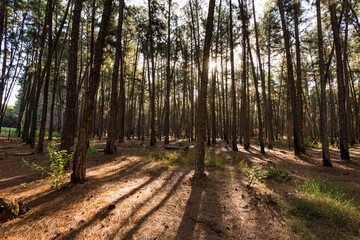 Forest of trees and pine cone with pine leaves