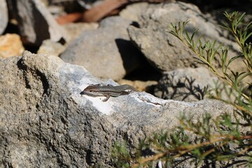 Shrubland Morethia Skink (Morethia obscura) South Australia