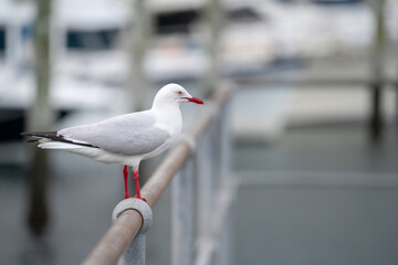 Seagull walking around Port Stephens, Nelson bay harbour, Australia.