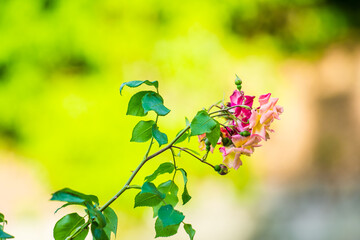 Pink rose flowers with green and yellow background blur