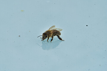 Nahaufnahme einer Honigbiene, Biene beim Trinken