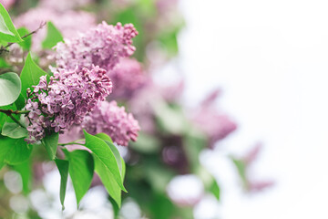 Beautiful branches of blossoming lilac in a spring garden.