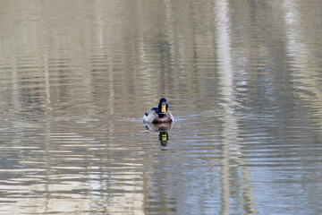 ente im see