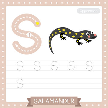 Letter S uppercase tracing practice worksheet of Salamander