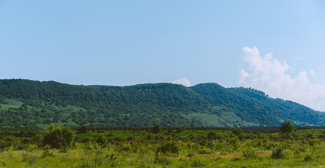 Obraz premium Plain with many growing trees