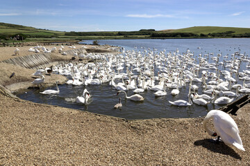 Large flock of Swans in the Swannery on the Fleet salt water lake in Abbotsbury Dorset, England. Blue sky low hills in background. 