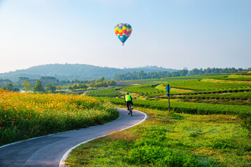 colorful hot air balloon in blue sky over the cosmo flowers and  1 mens biking on the way
