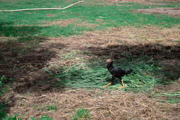 black chicken chick in the green and dry grass  field