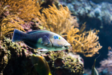 Ocean fish swimming with coral reef in background