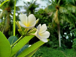 Obraz premium white frangipani flower