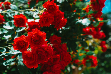 Red roses grow in bushes