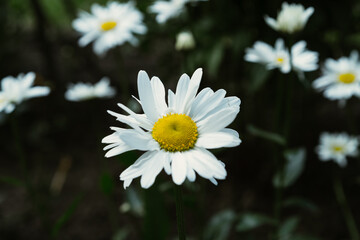 Obraz premium Daisies growing in the ground