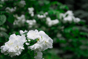 Flowering and growing jasmine bush