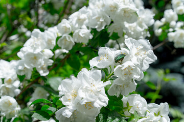 Flowering and growing jasmine bush