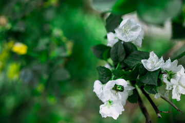 Maybug on blooming jasmine