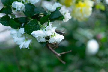 Blooming jasmine on a background of flowers