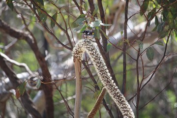 Flower spike of Flat-leaf Grass Tree, Xanthorrhoea semiplana ssp. semiplana (Liliaceae), South Australia