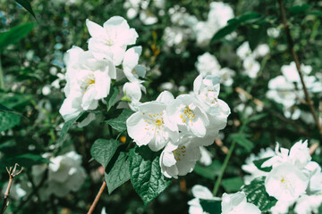 Flowering and growing jasmine bush