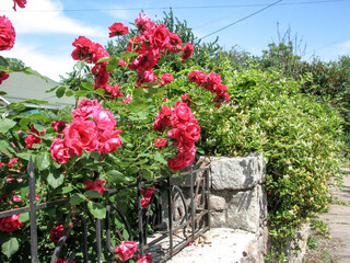 summer landscape. beautiful pink roses on a background of blue sky. bush of pink roses