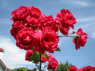 summer landscape. beautiful pink roses on a background of blue sky. bush of pink roses