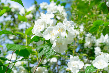 Jasmine blooms in the background of plants