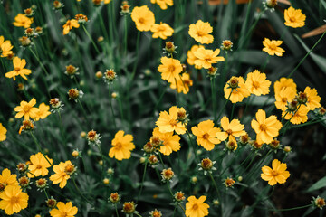 Obraz premium Beautiful blooming yellow flowers in the garden. Floral background