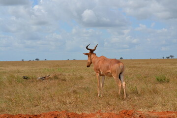 antelope in the African savannah