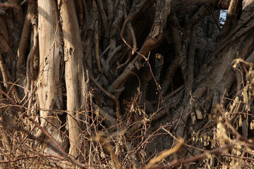 dead tree in the forest