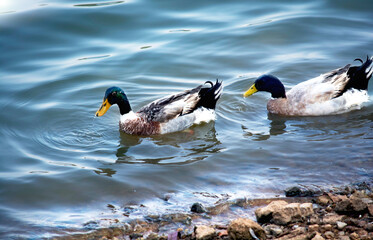 duck and ducklings in the water