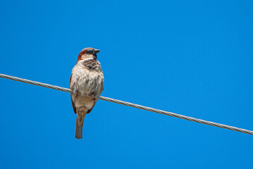 Sparrow sitting on a power line. Photographed closeup.