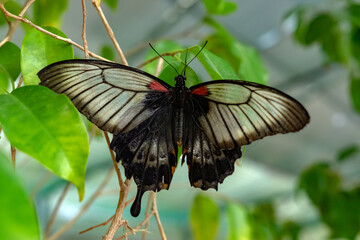 butterfly on leaf