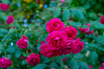 Rose bush growing in the garden