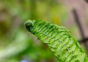 Fern leaf leaf background, young, green shoots of fern (Polypodiophyta), spring season. Close-up