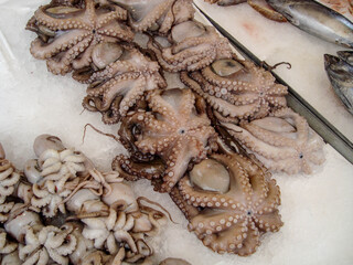 seafood. octopus on market stall