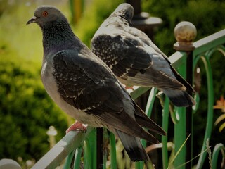 pigeon on the grass