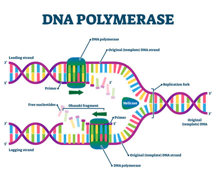 DNA Polymerase enzyme syntheses labeled educational vector illustration.