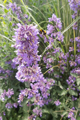 Bee on beautiful sage flowes in sunny day