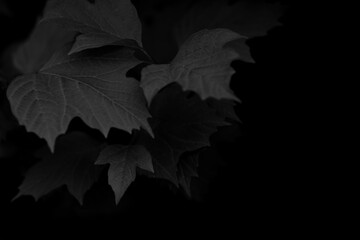 Black background. Dark tree leaves foliage isolated on black. Abstract natural backdrop. Selective focus