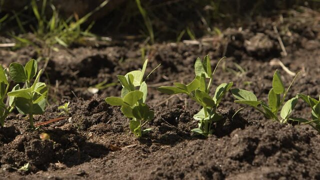 Panning dolly shot of bean plant seedlings in a patch of soil.