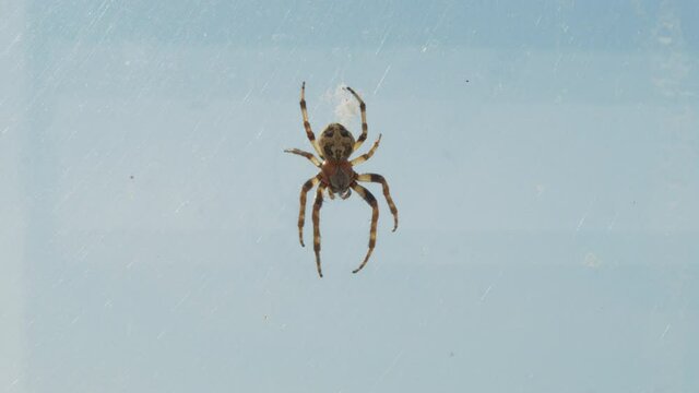 A spider hanging in its web in a window with the sun shining in and a blue background sky.